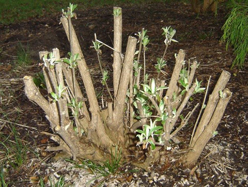 bush budlei nakon zime