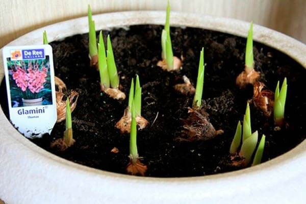 steg gladiolus i potten
