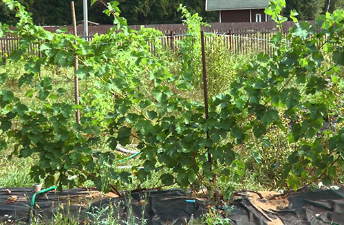 Značilnosti rastočega grozdja v predmestju