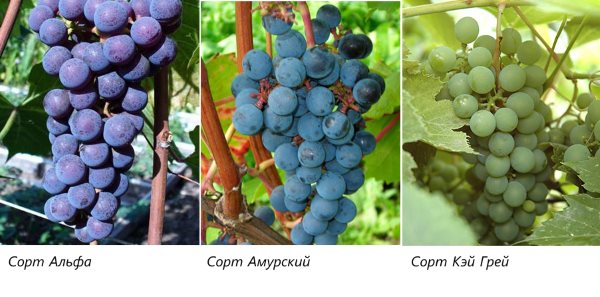 Najboljše sorte grozdja za regijo Moskve