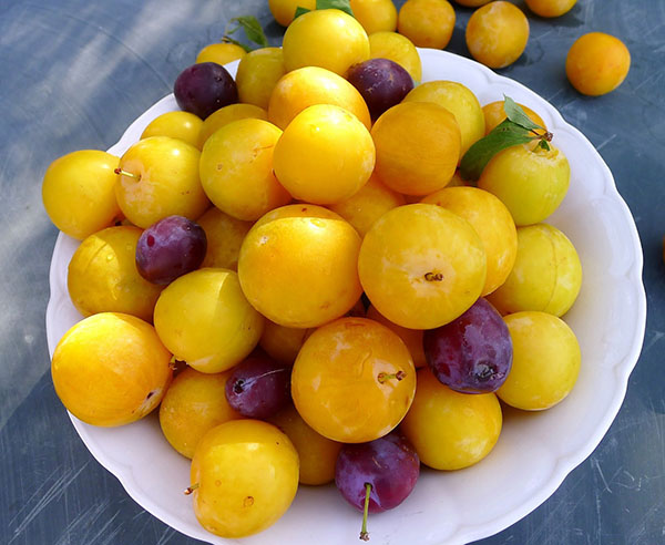 frutas de ameixa amarela