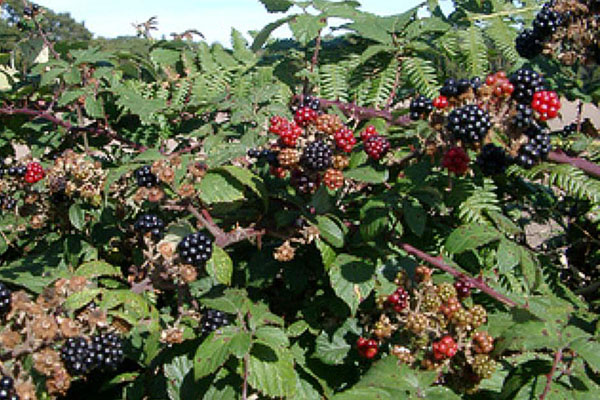 blackberry ในพื้นที่ชานเมือง