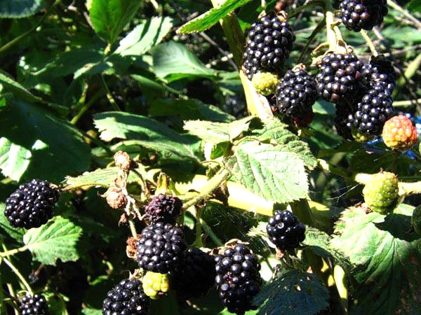 blackberries สุก