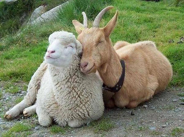 ovelha e cabra