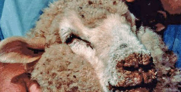 varíola em ovelhas