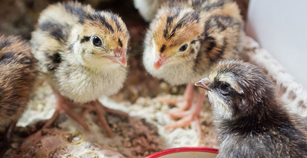 Nestlings behöver sammansatta foder, rik på proteiner