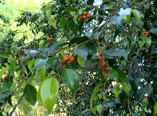 Ficus Benjamin v naravnih razmerah