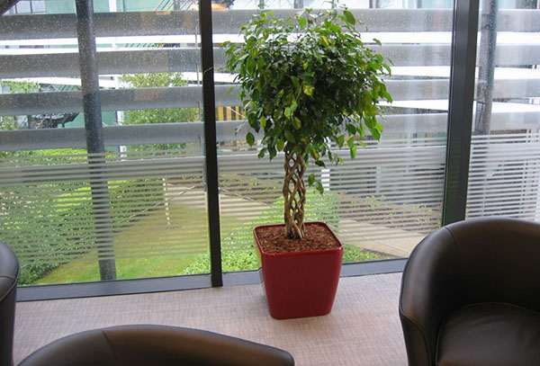 Ficus Benjamin v pisarni