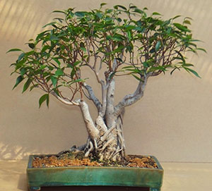 Vorming van bonsai van de ficus van Benjamin