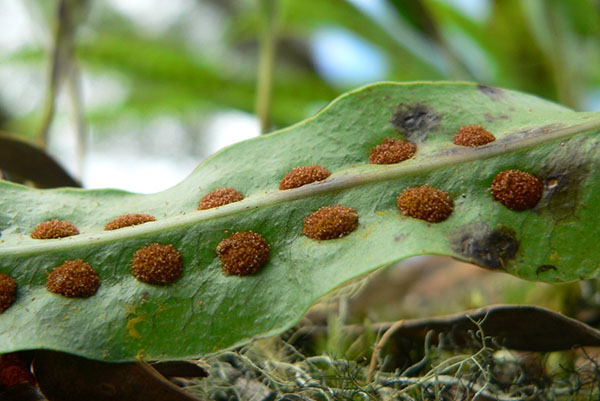 Sporii de pe frunza de ferigă