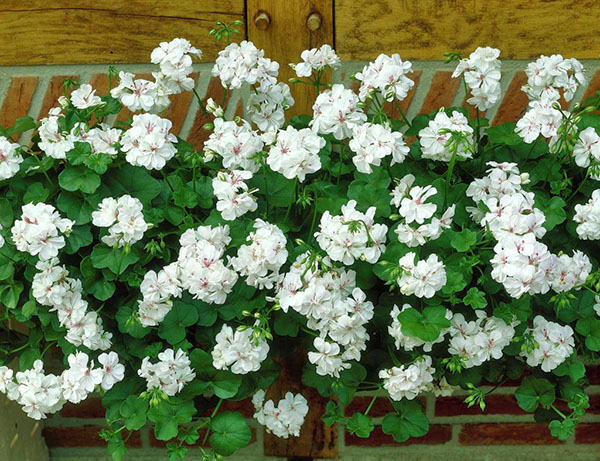 Witte geranium ampel