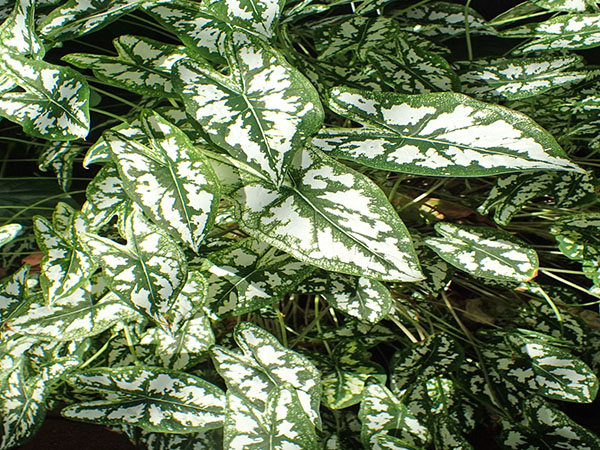 fläckiga blad av kaladium