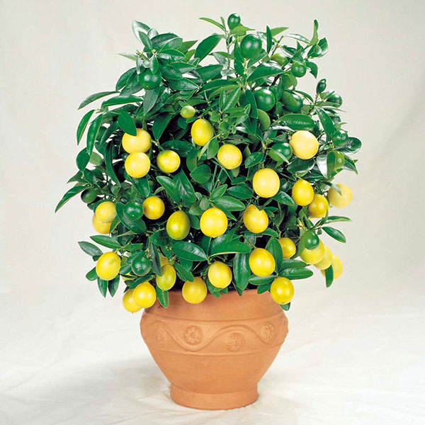 ta hand om citron