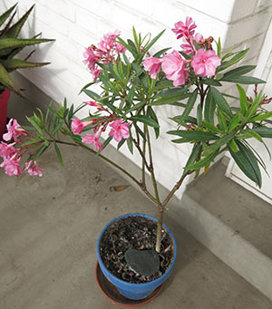 Oleander preferuje jasné vetrané miesto