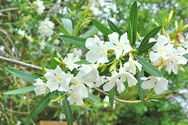 Blomstring av oleander begynner i juni