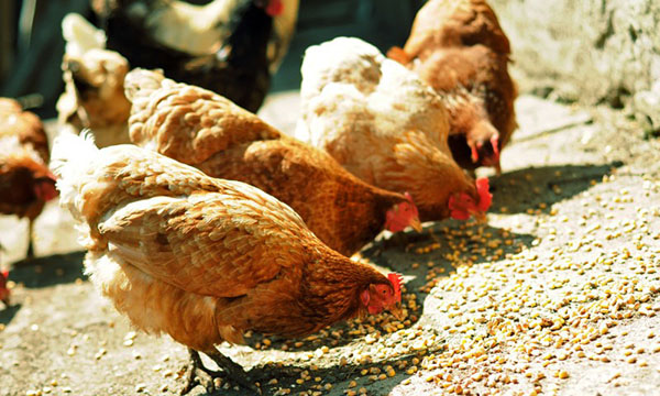 Krmljenje piščancev na kmetiji