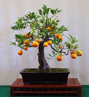 Kalamondin-bonsai