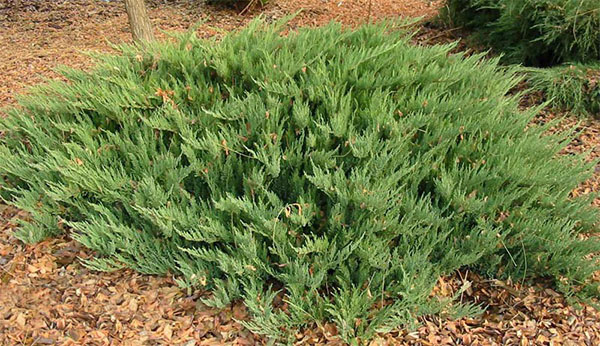 varietatea de ienupăr Tamarischifolia