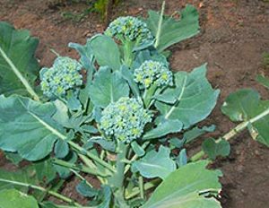 på foto sparris broccoli