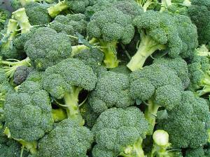 o recoltă bogată de broccoli