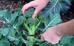 fotografia arată cum să tăiem corect broccoli