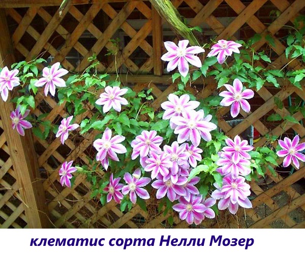 Clematis Nelli Moser