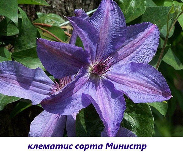 Clematis minister
