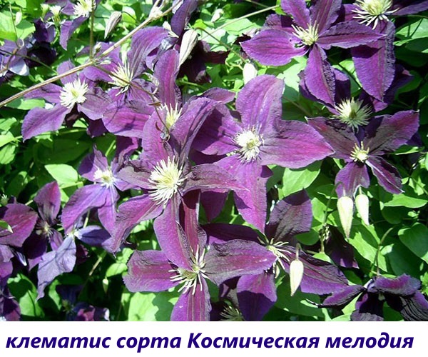 Clematis Cosmic melody