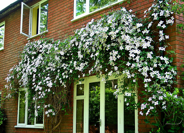 clematis tahan fros