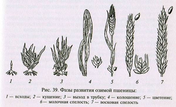 fase de desenvolvimento do trigo de inverno