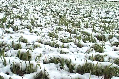 trigo de inverno sob a neve