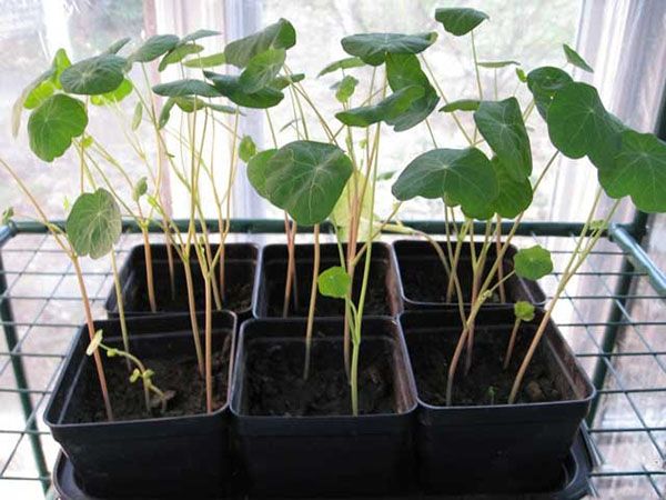 nasturtiumplanter