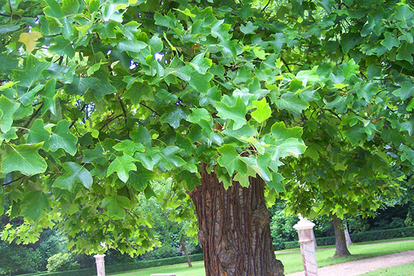 tulpių medis parko zonoje