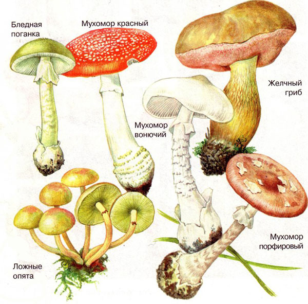 giftiga svampar