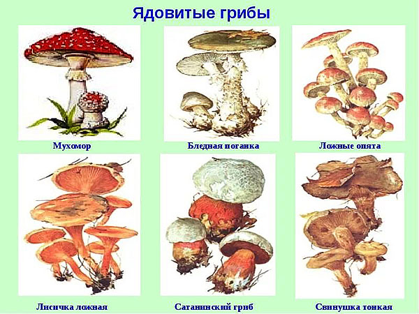 опасные для здоровья грибы