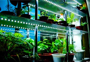 belysning seedlings hjemme