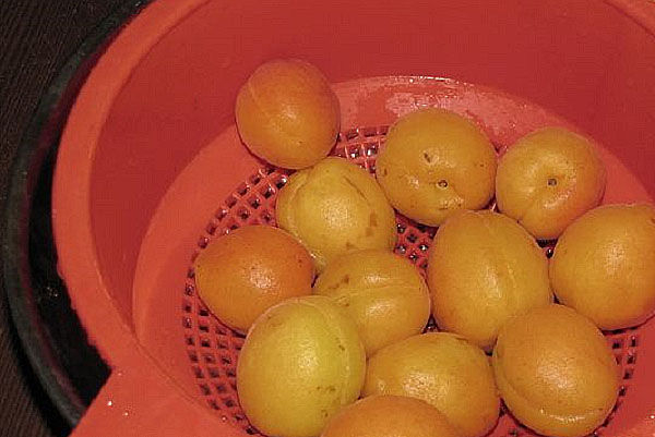 tvätta och torka aprikoser