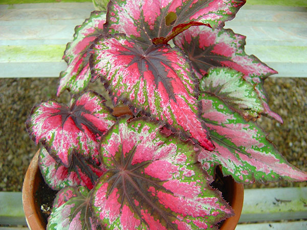 Begonia Rex z barvitimi listi