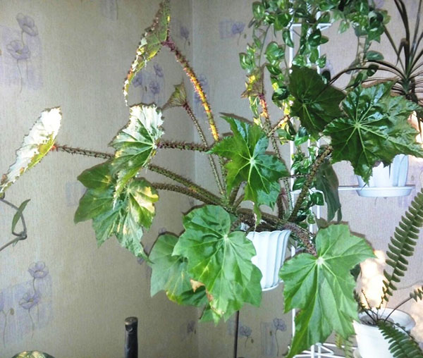 kraaggraad van begonia