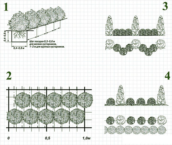 esquemas de plantação de hedge