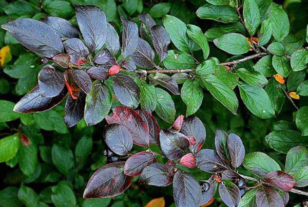 frunze frumoase cotoneaster strălucitor
