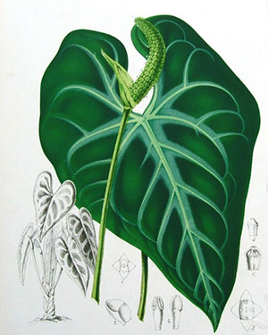 Strukturen av plantan anthurium