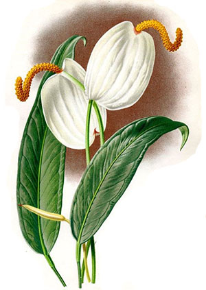 Blomstring av anthurium består av cob och bract