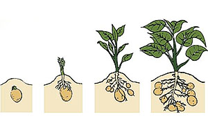 Bir torbada patates yetiştiriciliği