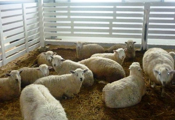 Manutenção de inverno de ovelhas em um recinto quente