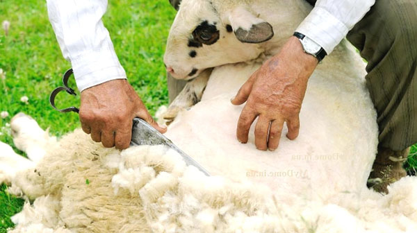 Jarné ovce ovce