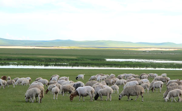 为了发展养羊业，必须有放牧的地方