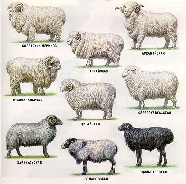 用于家养的绵羊品种