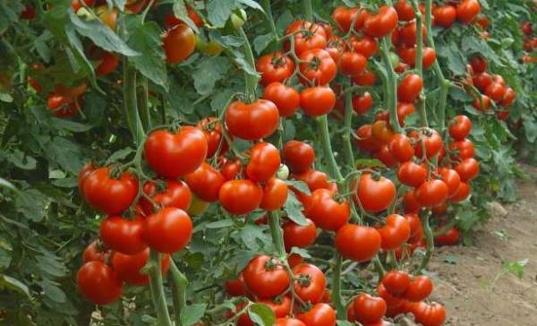 rozhodujúce paradajky