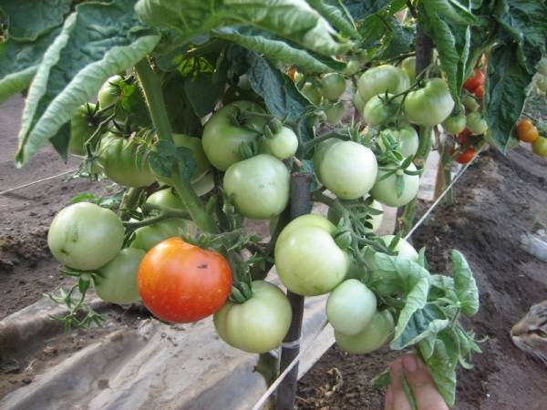 zelených paradajok